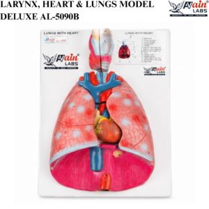 AVAIN LABS® LARYNX, HEART & LUNGS MODEL