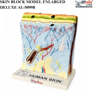 AVAIN LABS® SKIN BLOCK MODEL ENLARGED