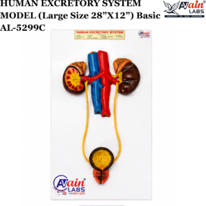 AVAIN LABS® HUMAN EXCRETORY SYSTEM MODEL