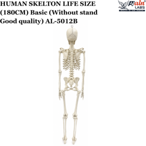 AVAIN LABS® HUMAN SKELTON LIFE SIZE (180CM)  Basic (Without stand Good quality)