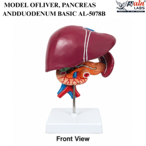 AVAIN LABS® MODEL OF LIVER, PANCREAS AND DUODENUM