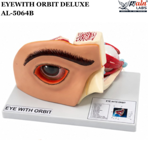 AVAIN LABS® EYE WITH ORBIT MODEL