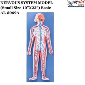 AVAIN LABS® NERVOUS SYSTEM MODEL