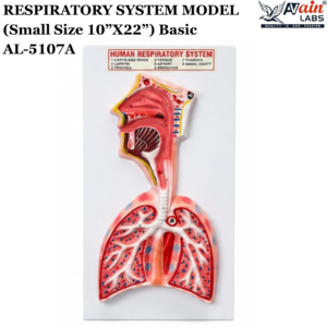 AVAIN LABS® HUMAN RESPIRATORY SYSTEM MODEL