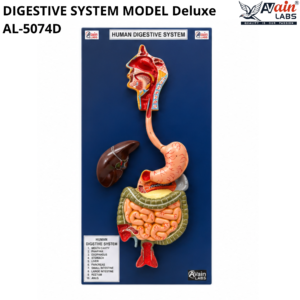 AVAIN LABS® DIGESTIVE SYSTEM MODEL