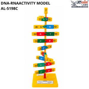 AVAIN LABS® DNA-RNA ACTIVITY MODEL