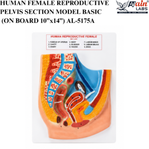 AVAIN LABS® HUMAN FEMALE REPRODUCTIVE PELVIS SECTION MODEL