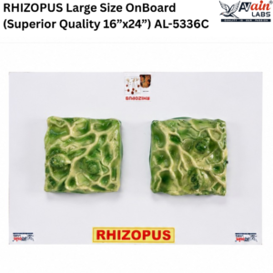 AVAIN LABS®  RHIZOPUS MODEL