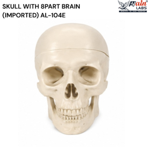 AVAIN LABS® SKULL WITH 8 PART BRAIN