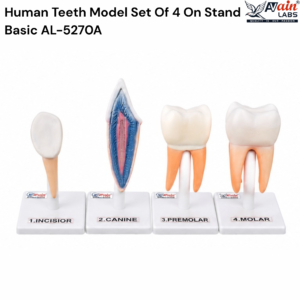 AVAIN LABS®  HUMAN TEETH MODEL