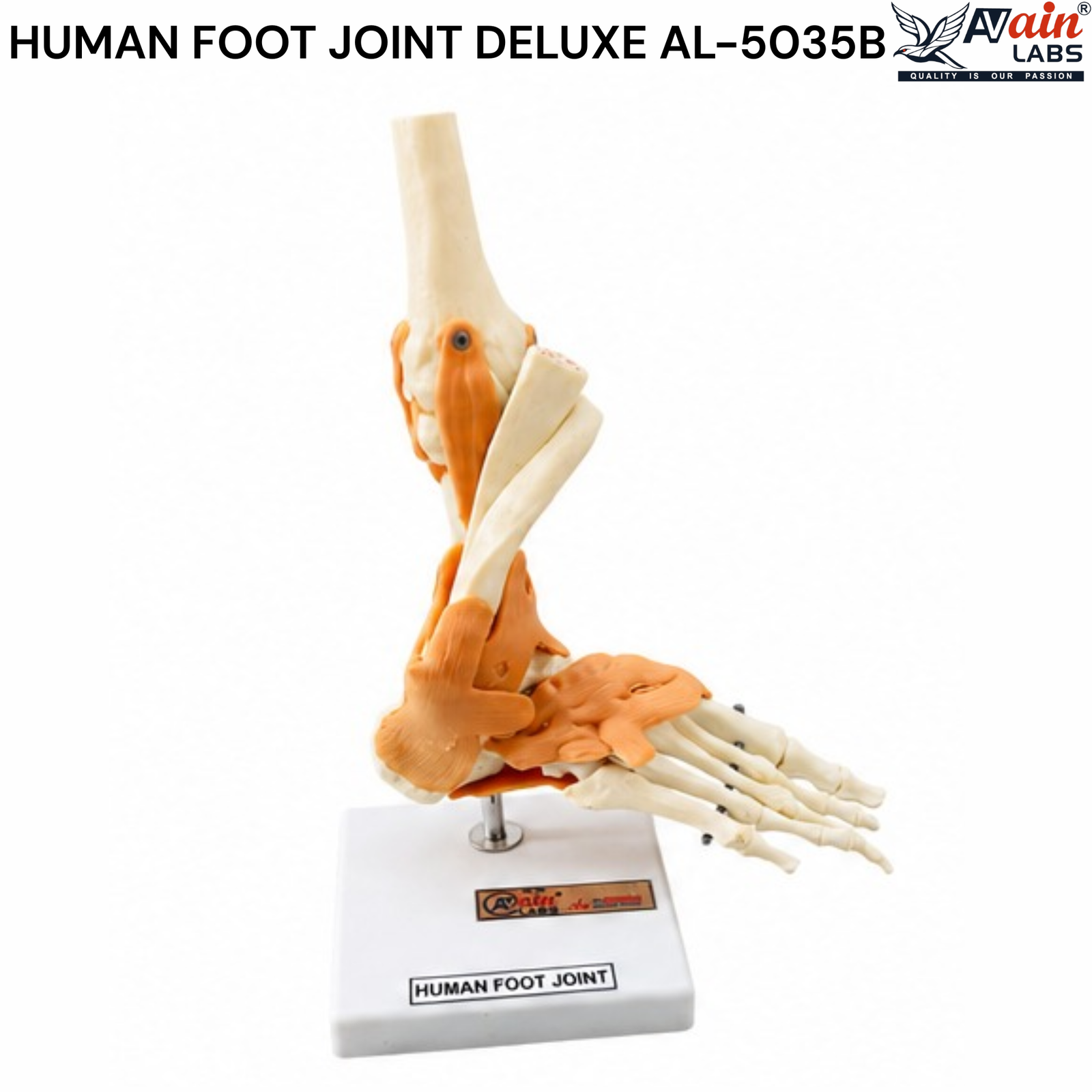 AVAIN LABS® HUMAN FOOT JOINT