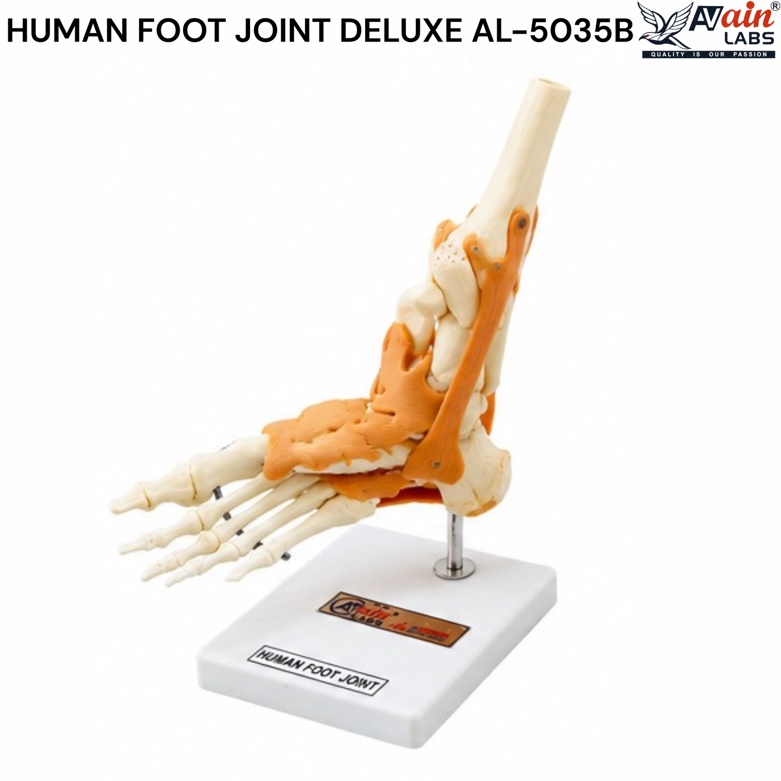 AVAIN LABS® HUMAN FOOT JOINT - Image 4