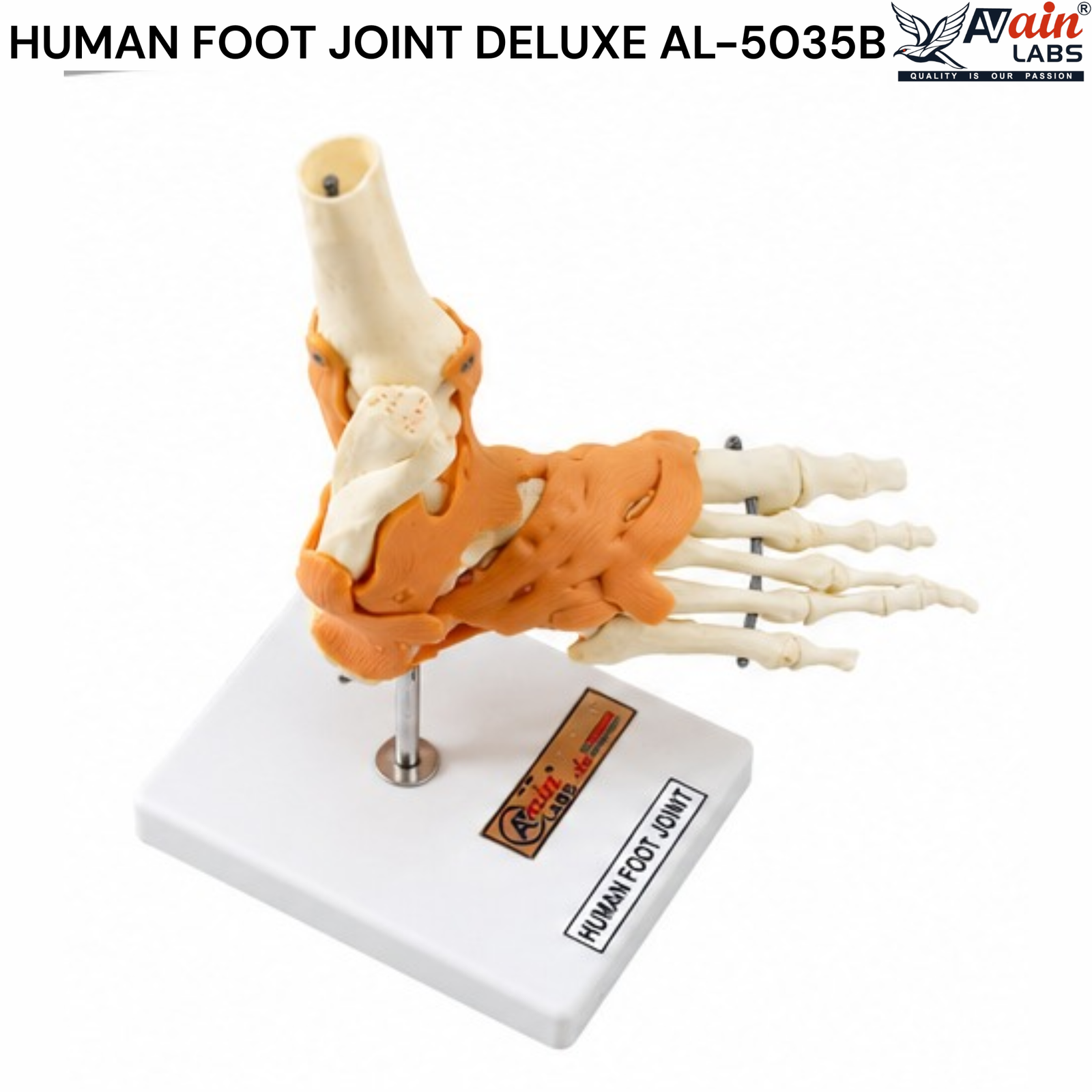 AVAIN LABS® HUMAN FOOT JOINT - Image 3