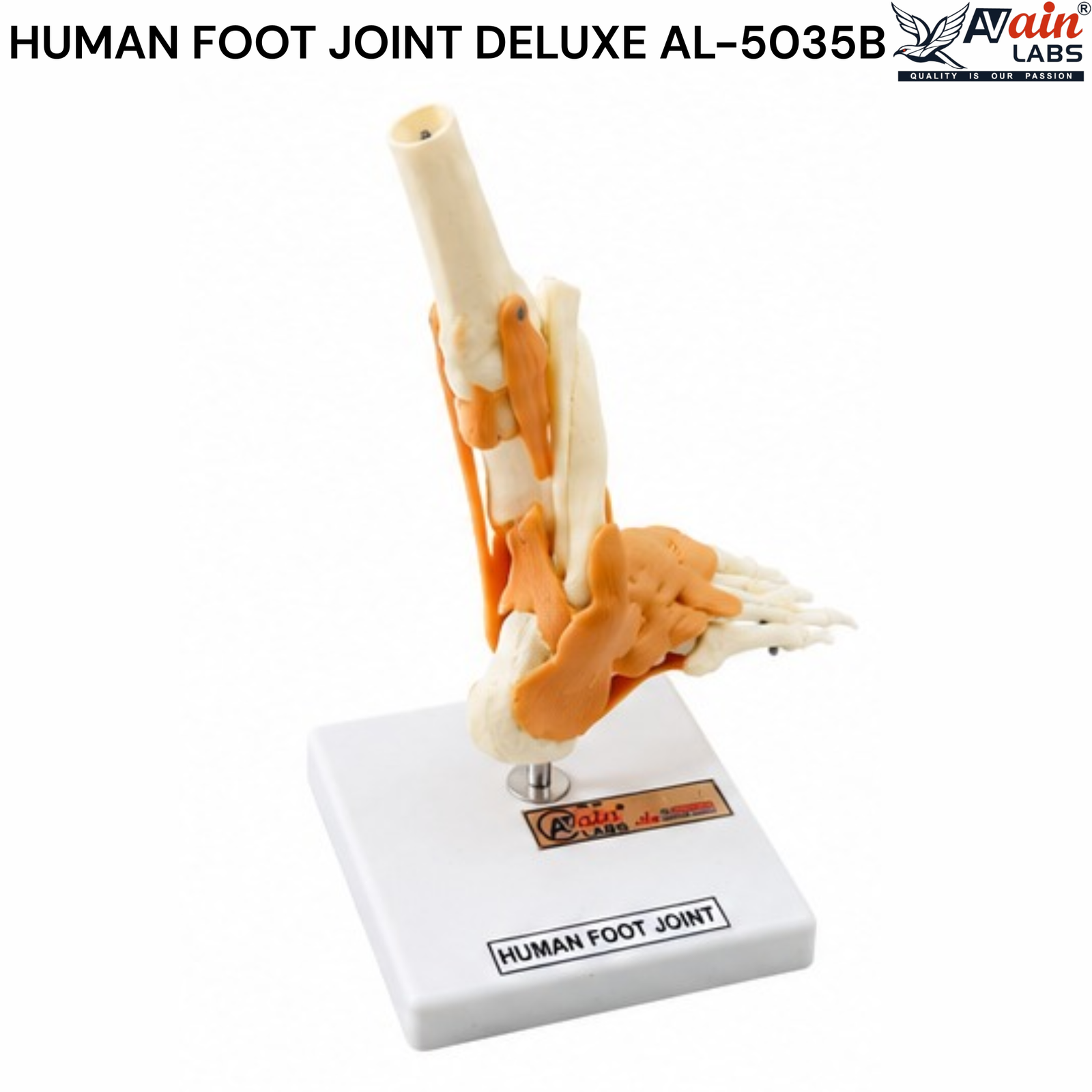 AVAIN LABS® HUMAN FOOT JOINT - Image 2