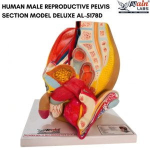 AVAIN LABS® HUMAN MALE REPRODUCTIVE PELVIS SECTION MODEL