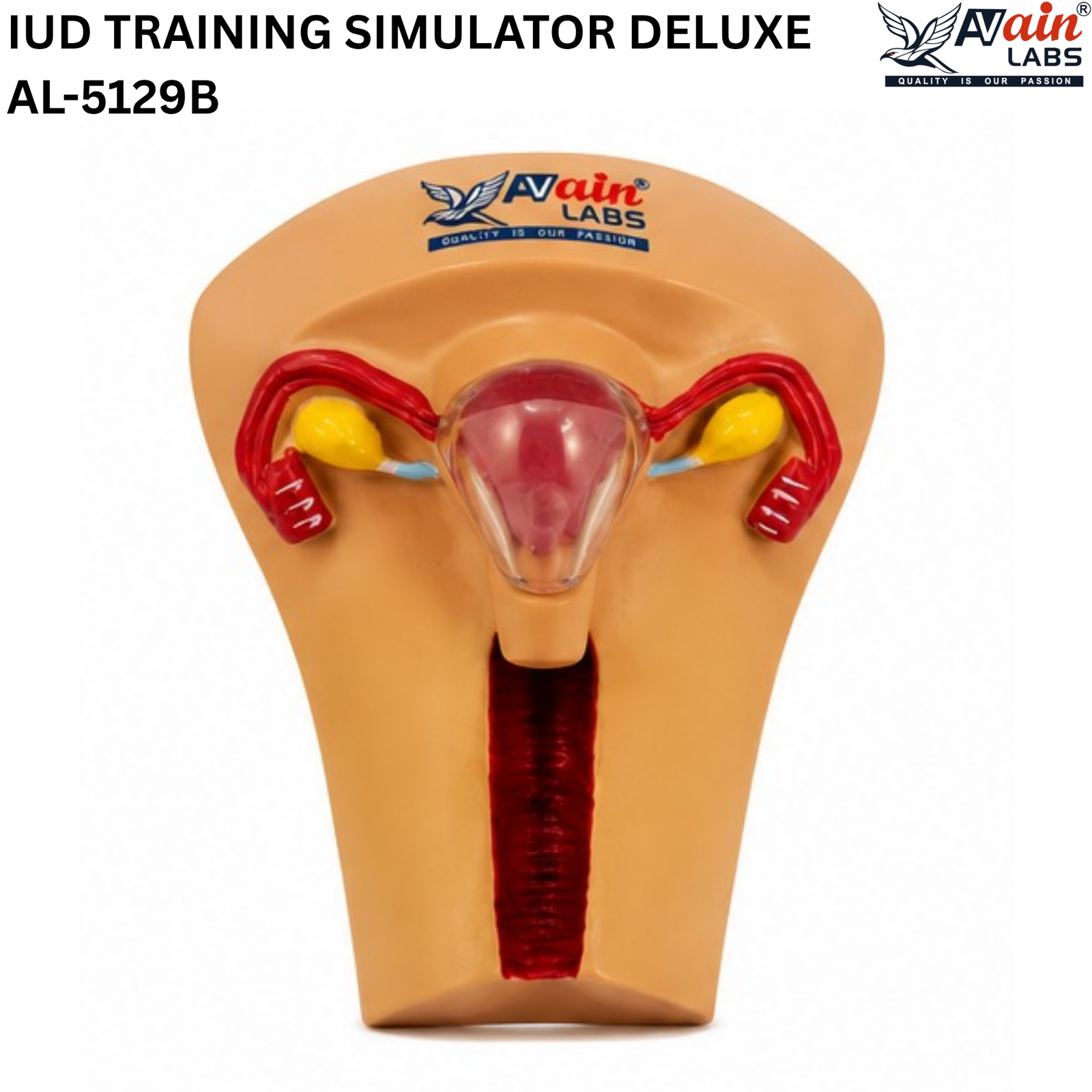 AVAIN LABS® IUD TRAINING SIMULATOR - Image 2
