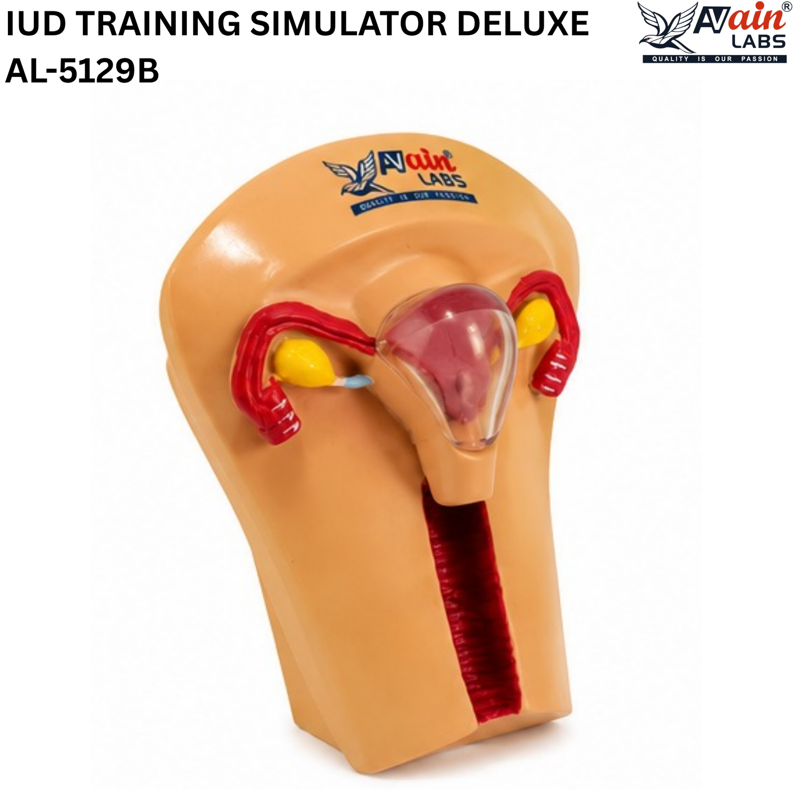 AVAIN LABS® IUD TRAINING SIMULATOR - Image 3