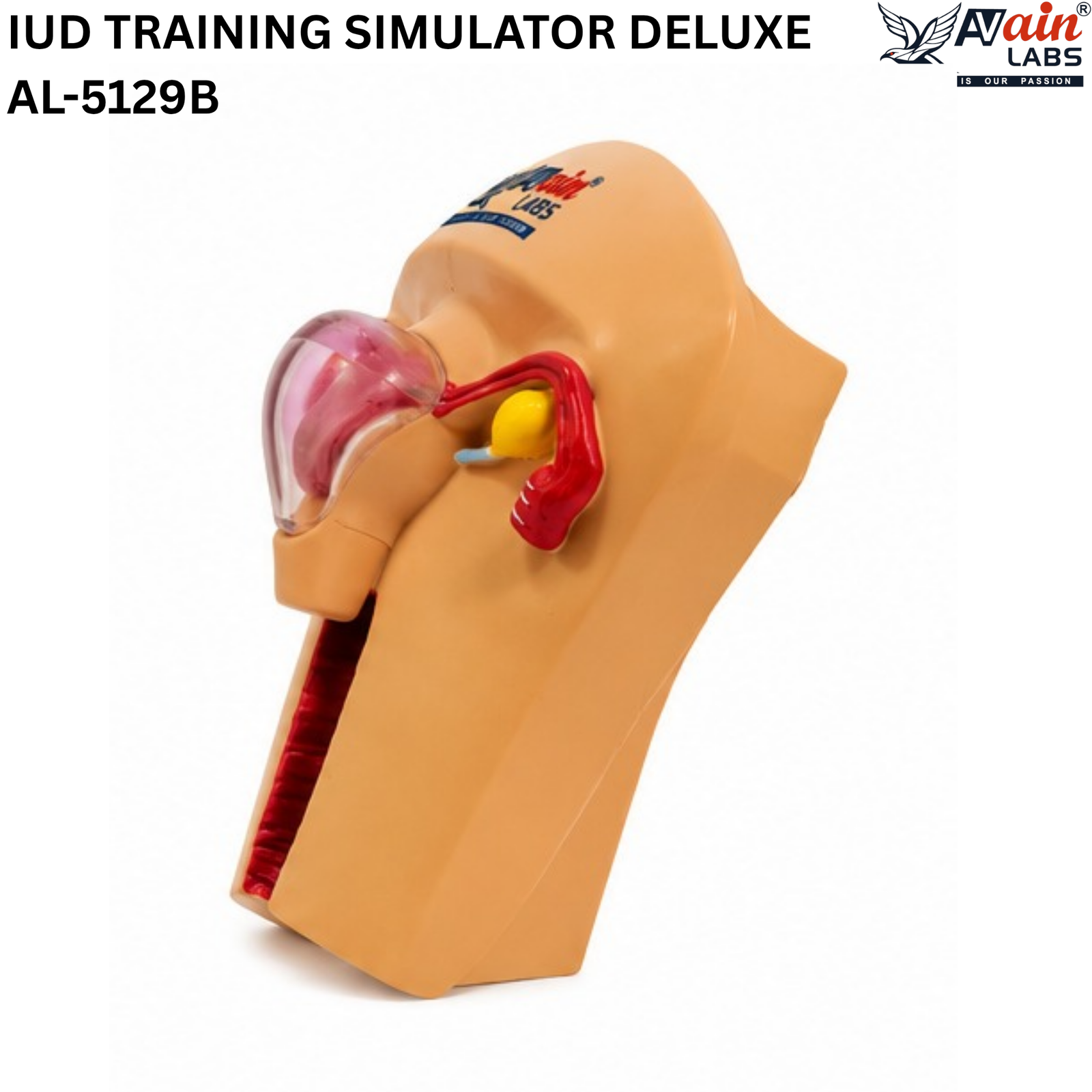 AVAIN LABS® IUD TRAINING SIMULATOR - Image 4